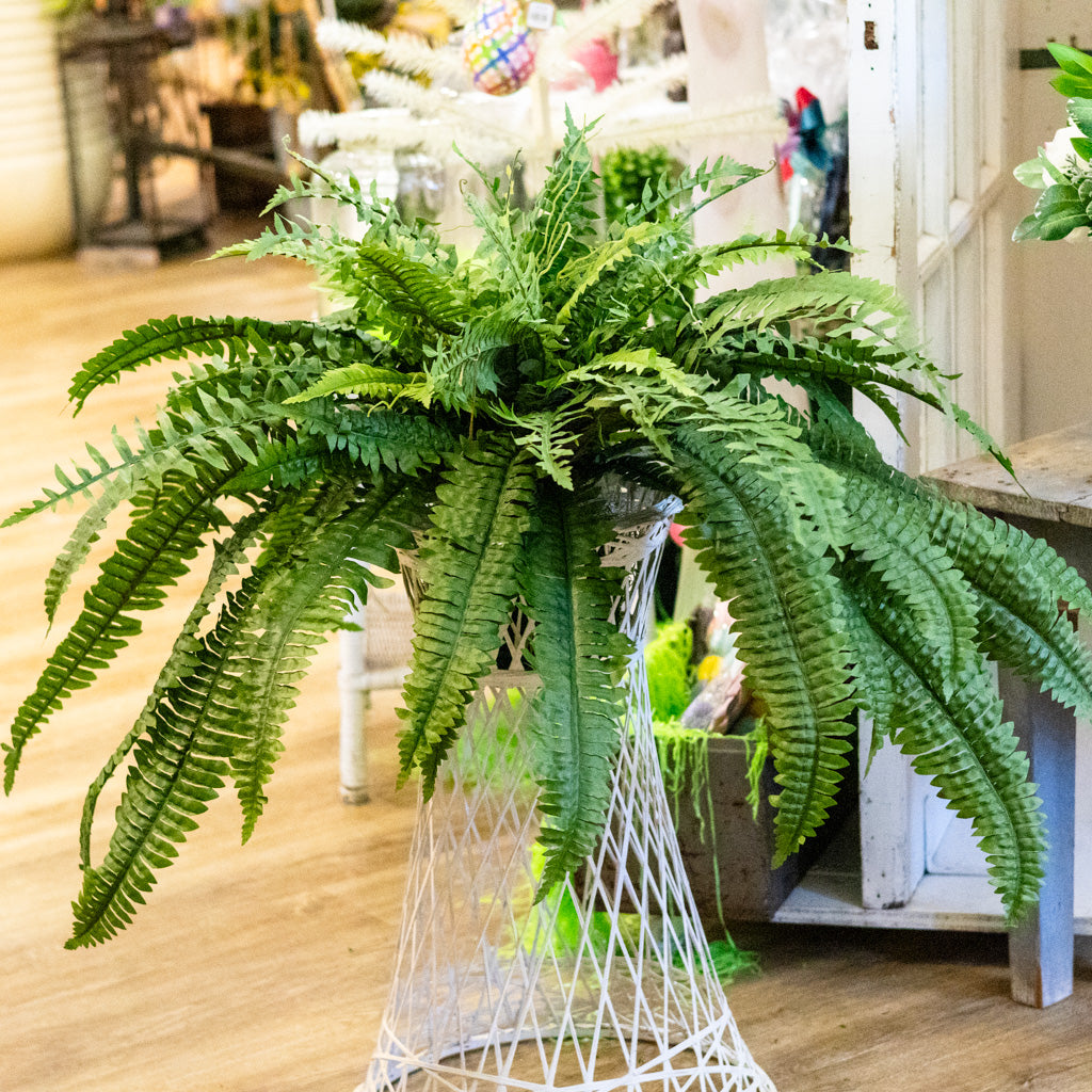 Boston Fern Large Drop In