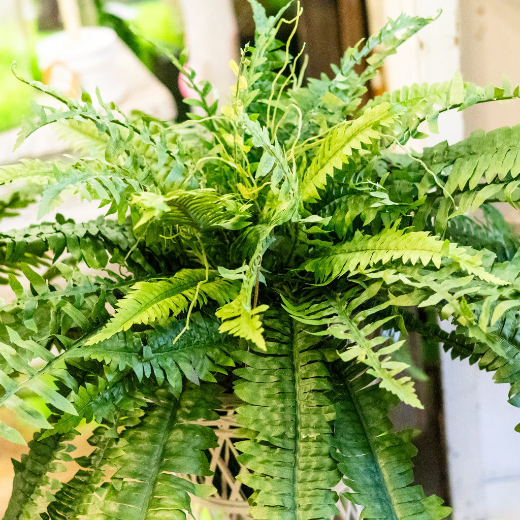 Boston Fern Large Drop In