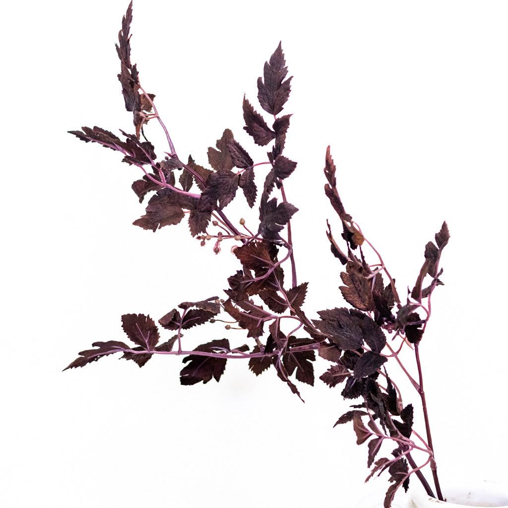 Autumn Wine Ruscus with Berry Spray