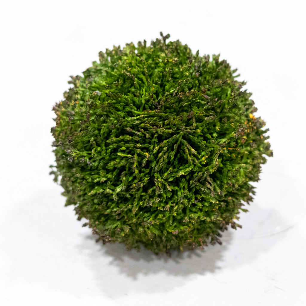 Medium Sedum Ball