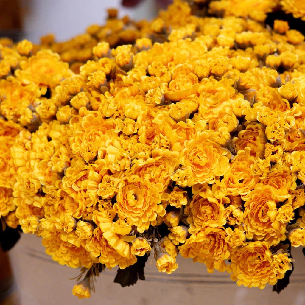 Mum Bush Stem Gold Yellow