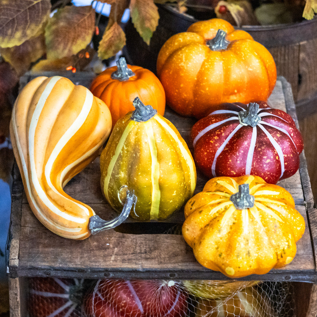 Bag of Six Pumpkins and Gourds