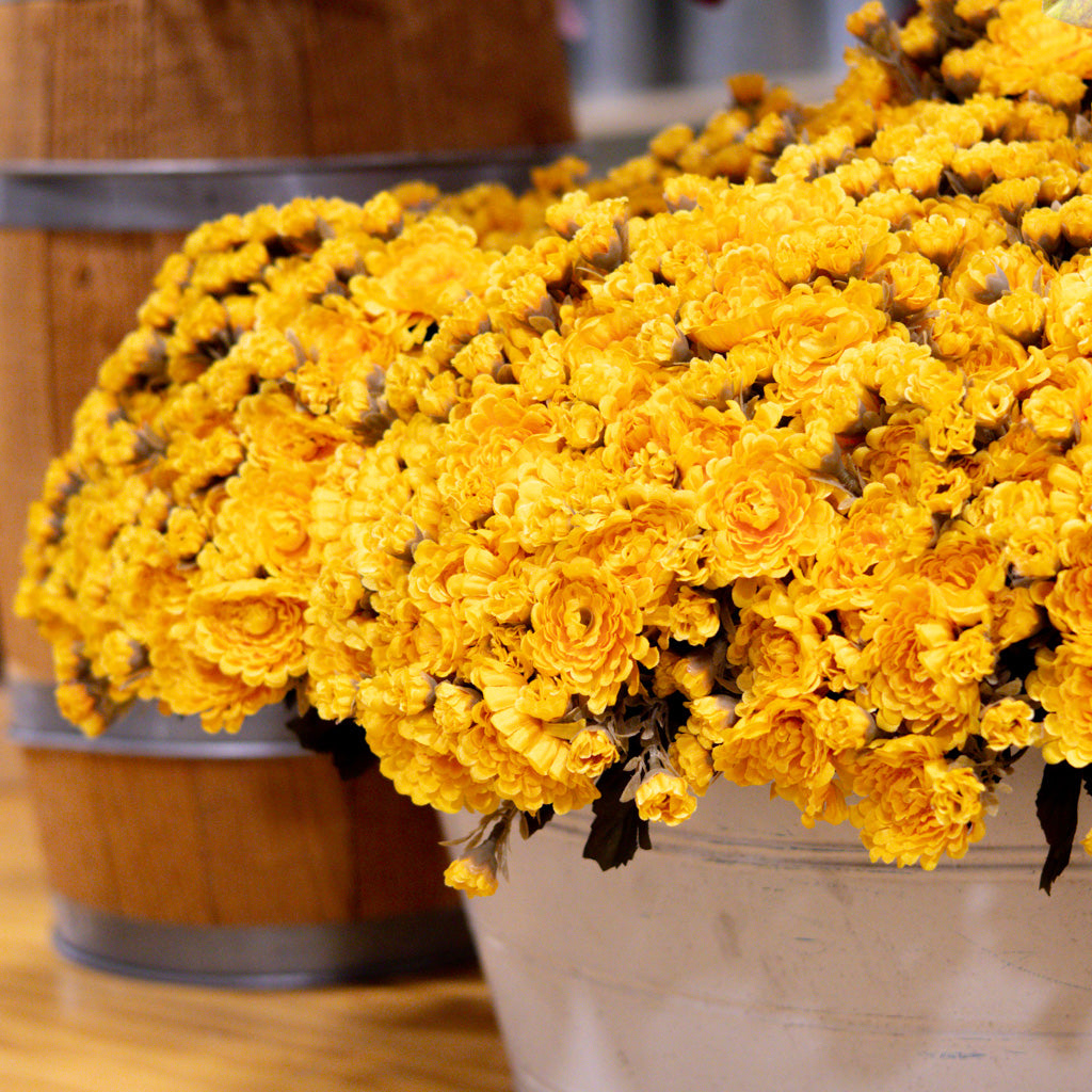 Mum Bush Stem Gold Yellow