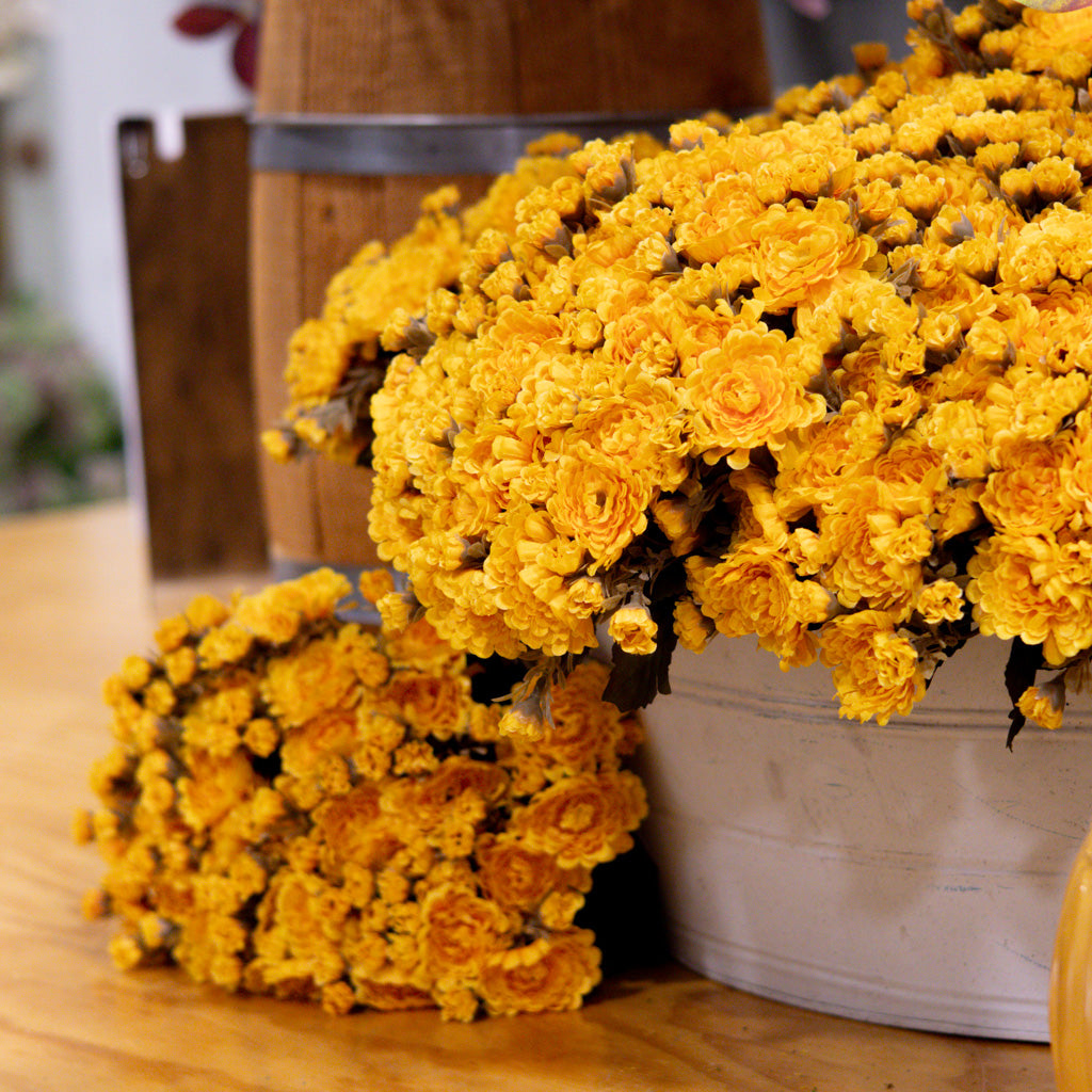 Mum Bush Stem Gold Yellow