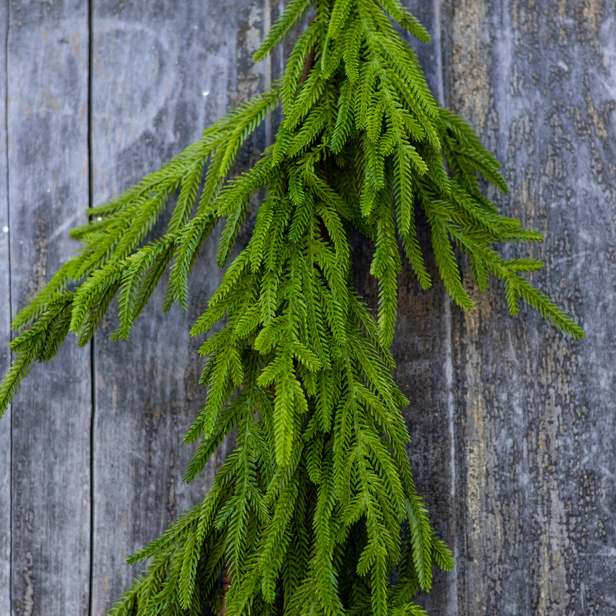 9 ft. Norfolk Pine Garland