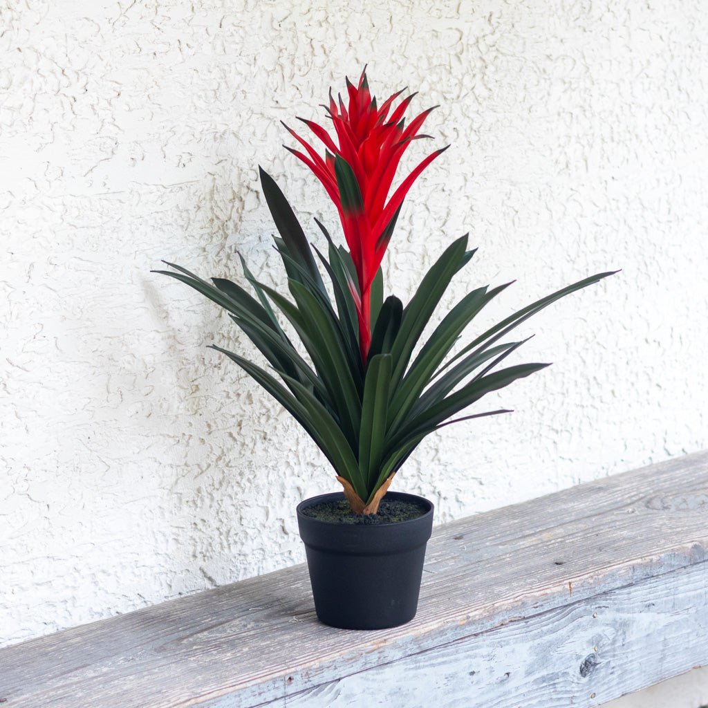 UV Potted Red Bromeliad Plant