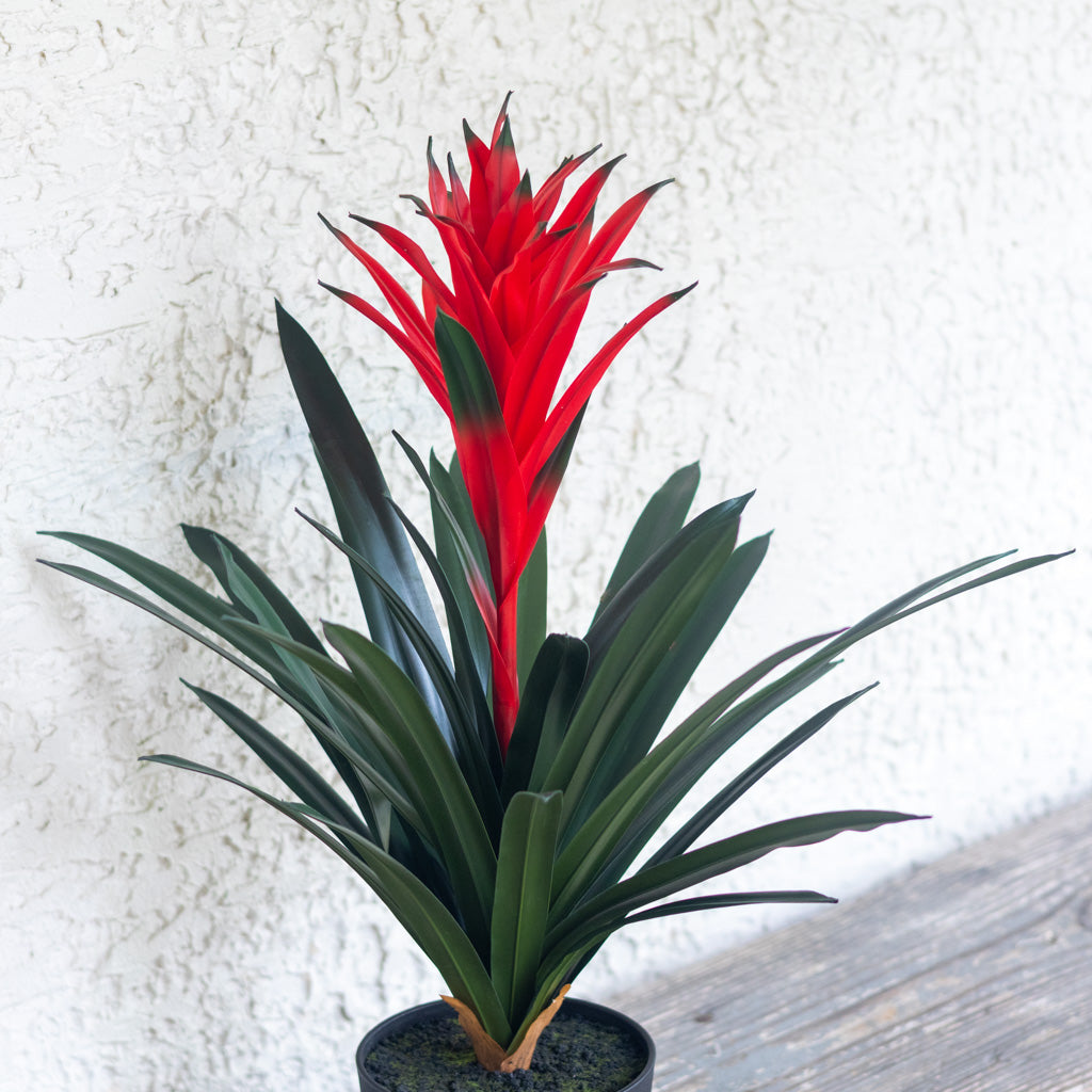 UV Potted Red Bromeliad Plant