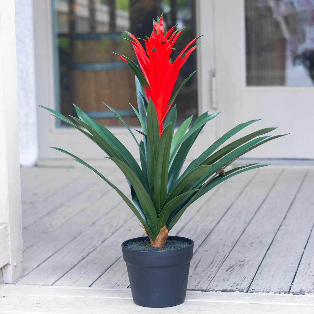UV Potted Red Bromeliad Plant