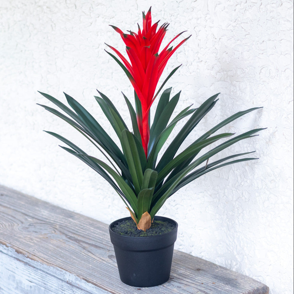 UV Potted Red Bromeliad Plant