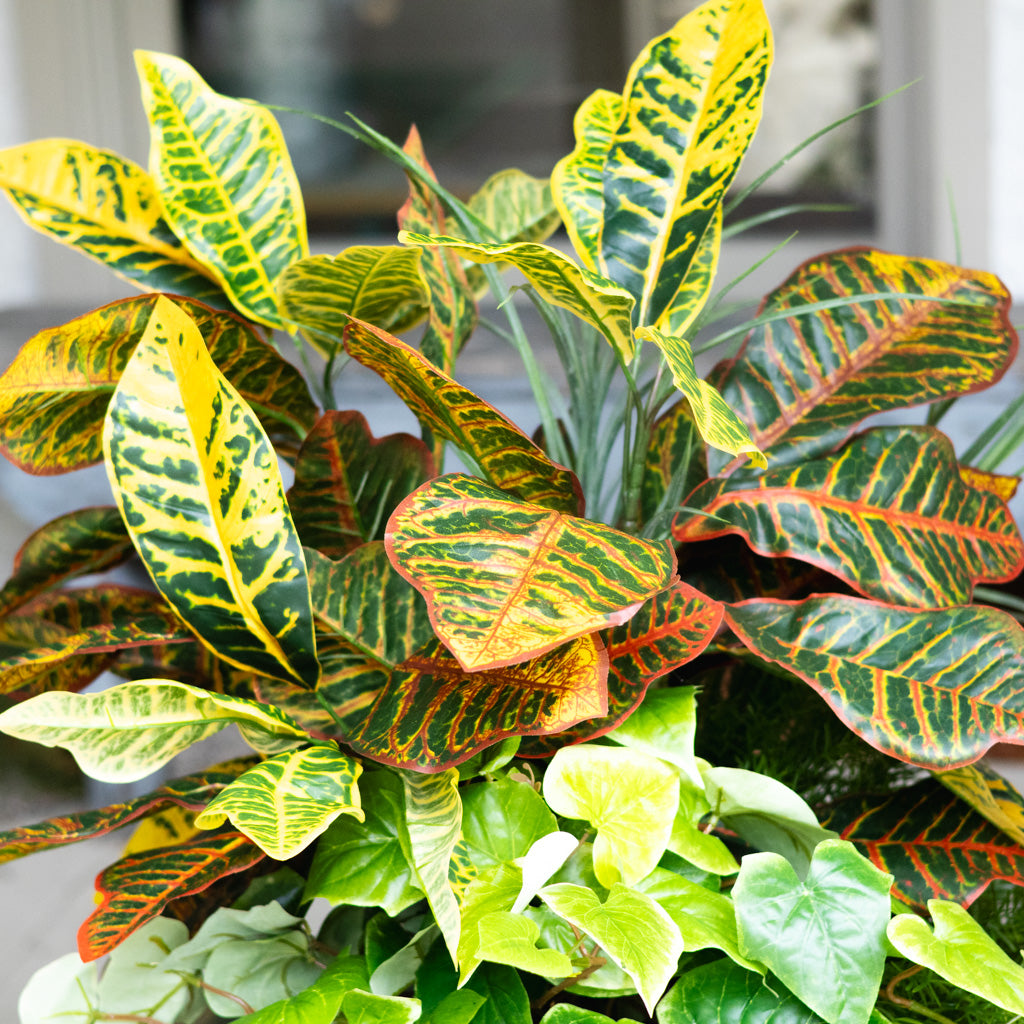 Mixed Greens and Croton Planter Drop In