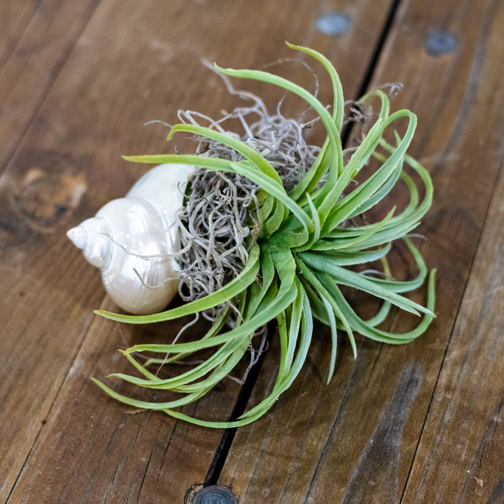 White Air Plant Shellie