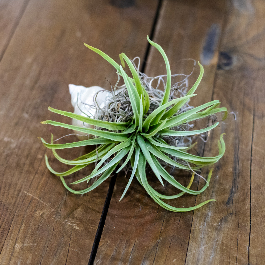 White Air Plant Shellie