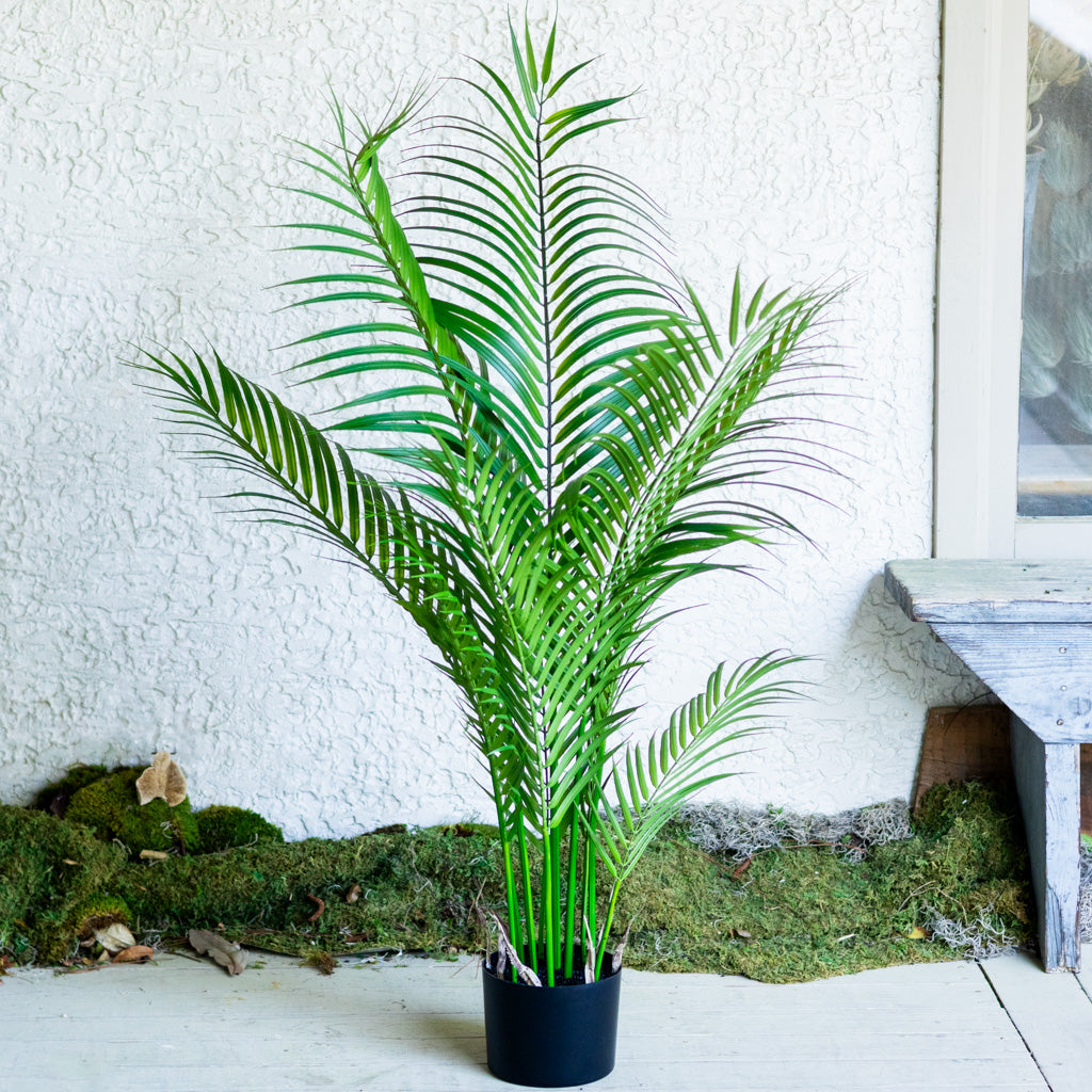 48" Areca Palm Tree Short in Pot