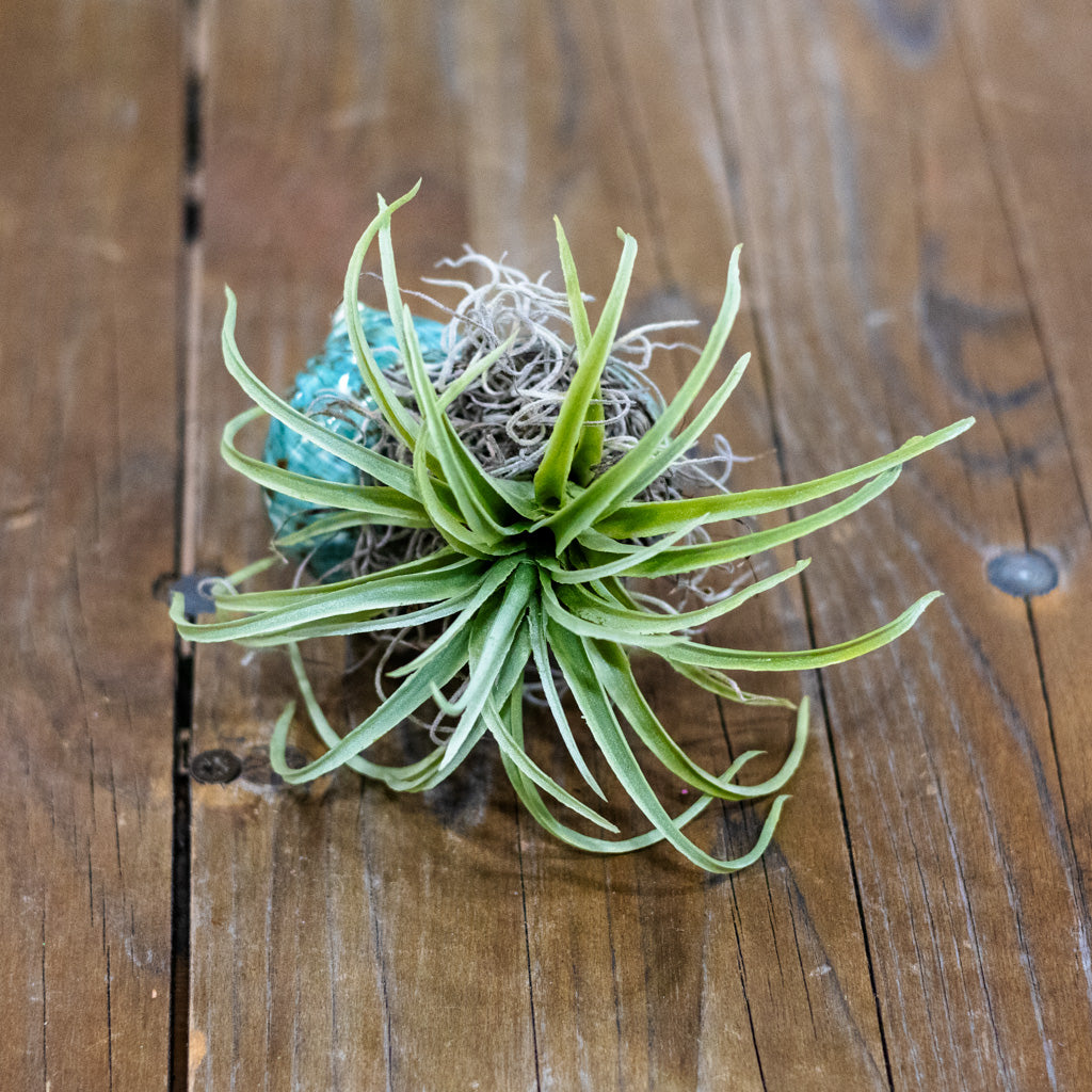 Blue Air Plant Shellie