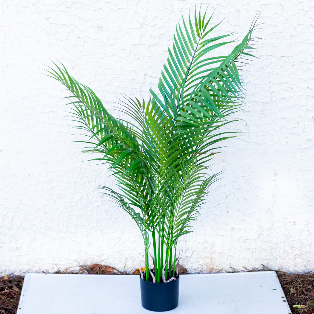 48" Areca Palm Tree Short in Pot