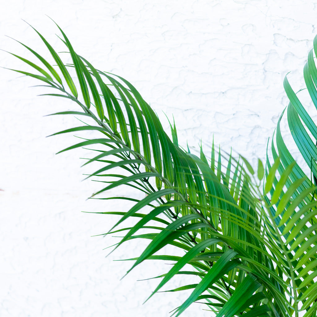 48" Areca Palm Tree Short in Pot