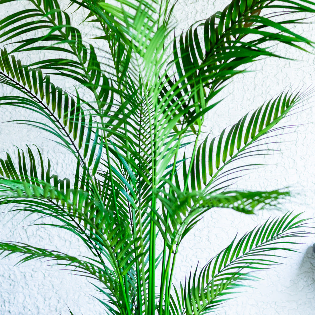72" Areca Palm Tree Tall in Pot