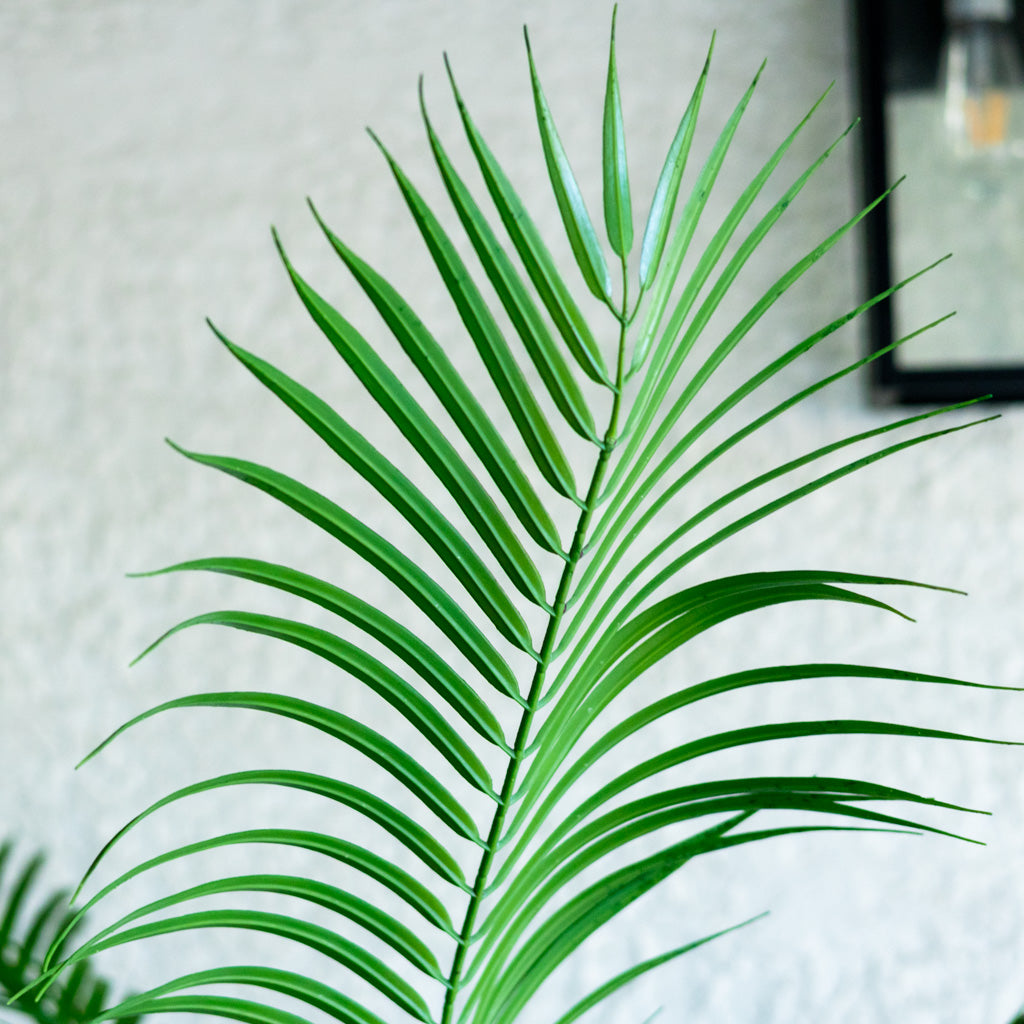 72" Areca Palm Tree Tall in Pot