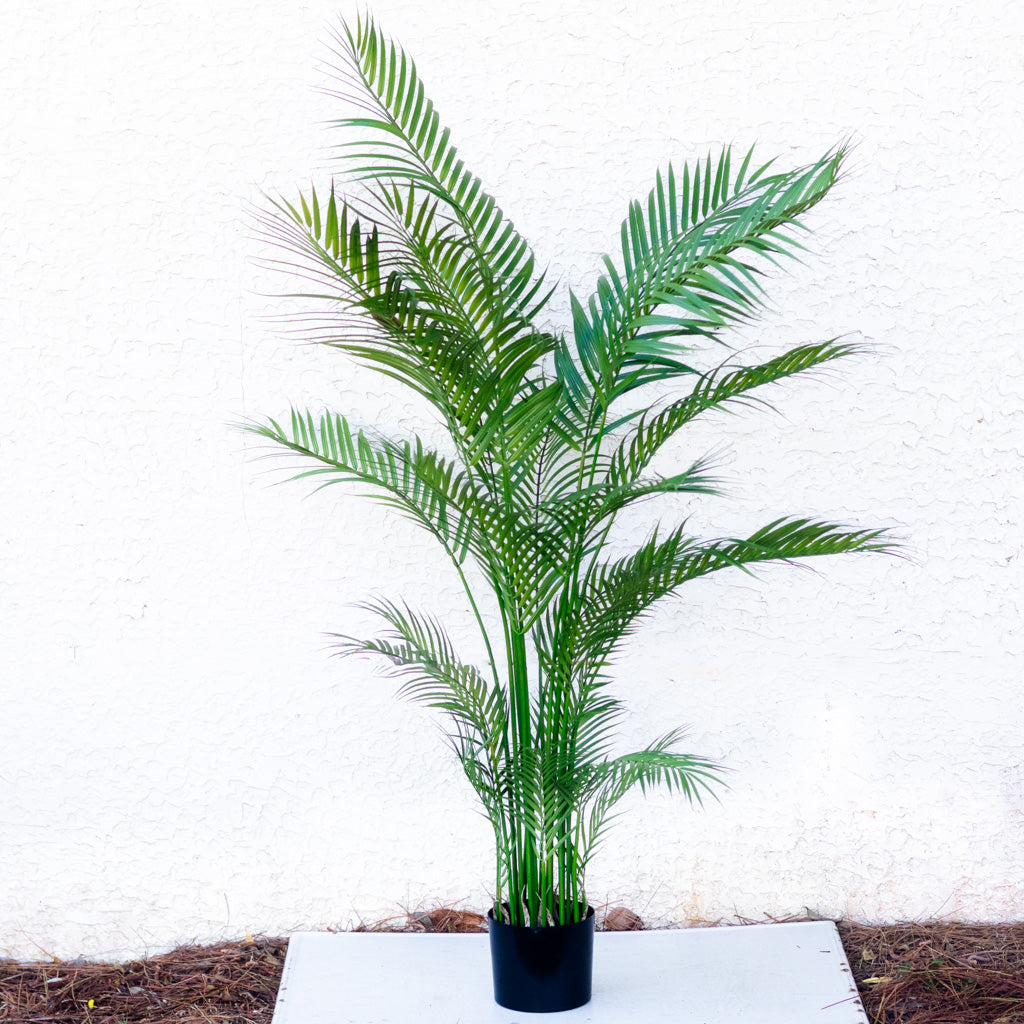 72" Areca Palm Tree Tall in Pot