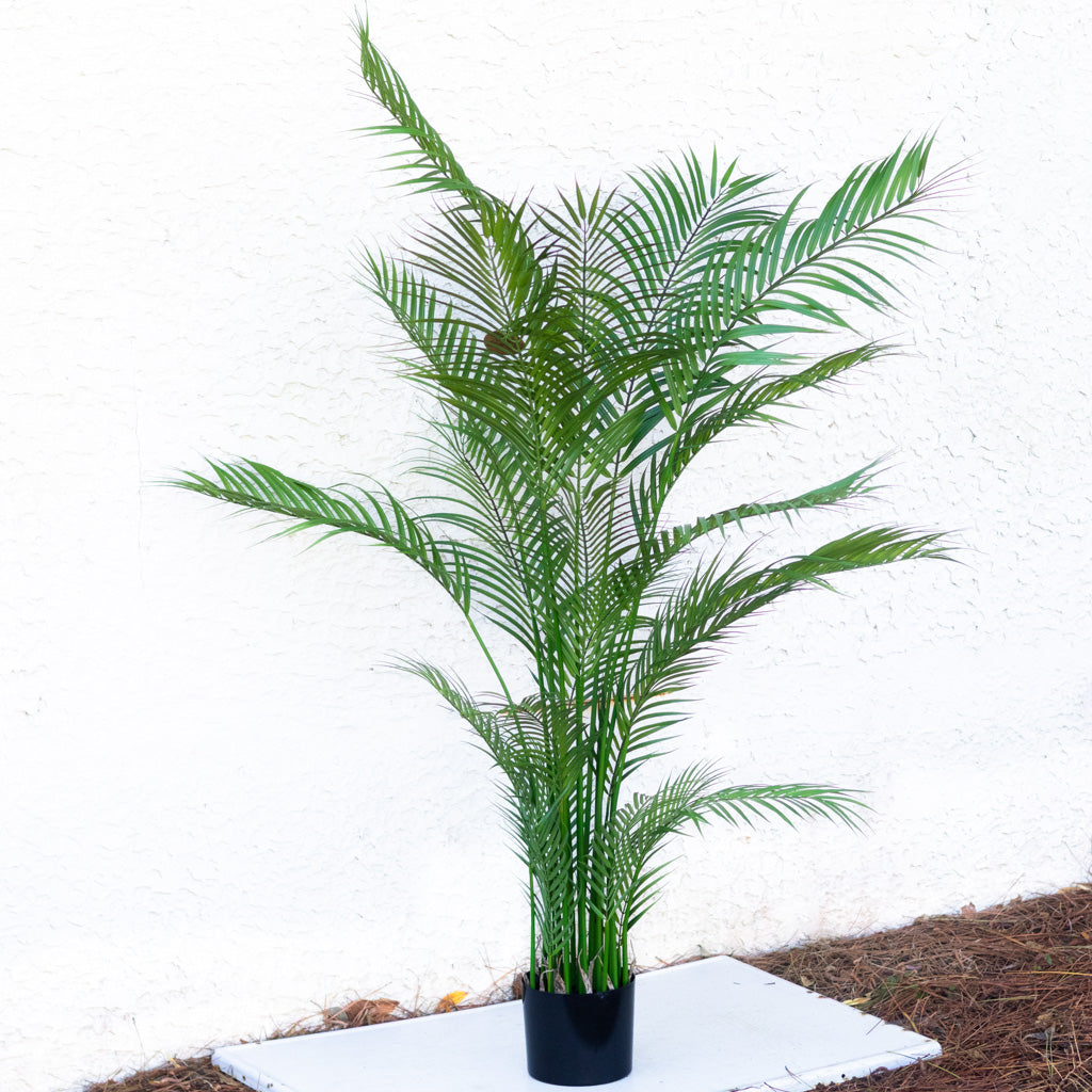 72" Areca Palm Tree Tall in Pot