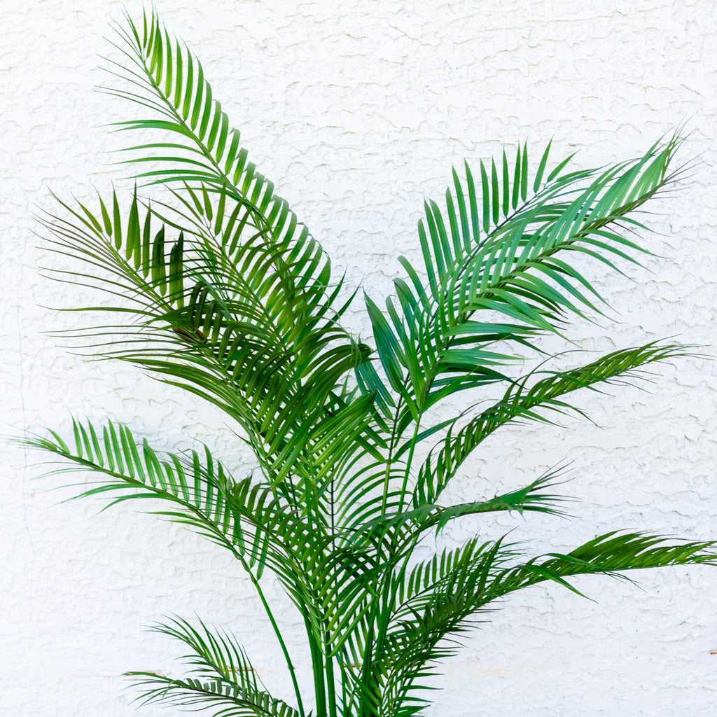 72" Areca Palm Tree Tall in Pot