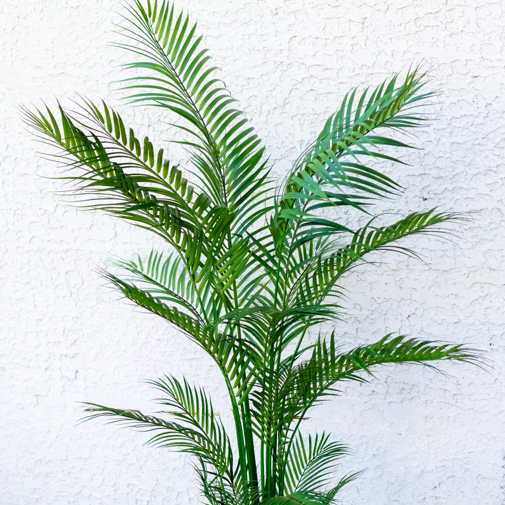 72" Areca Palm Tree Tall in Pot