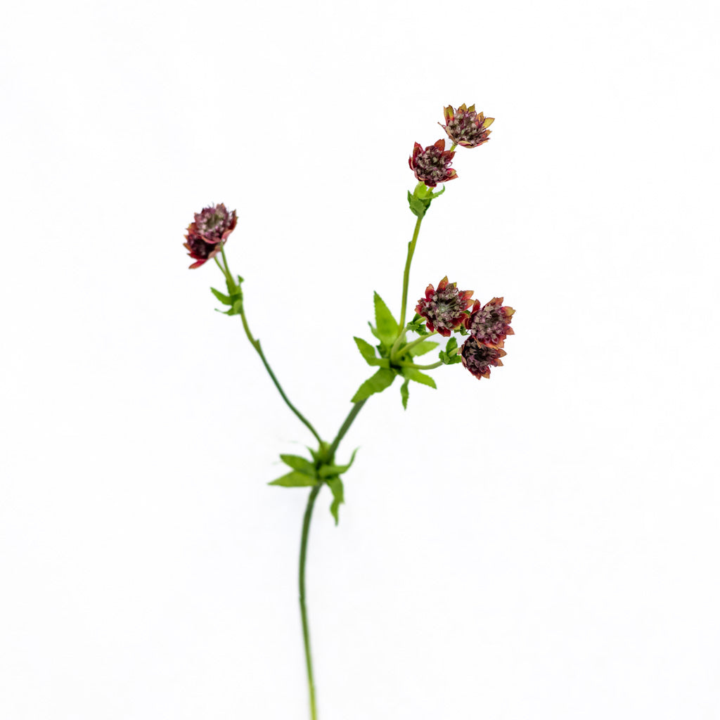 Astrantia Burgundy Red Spray