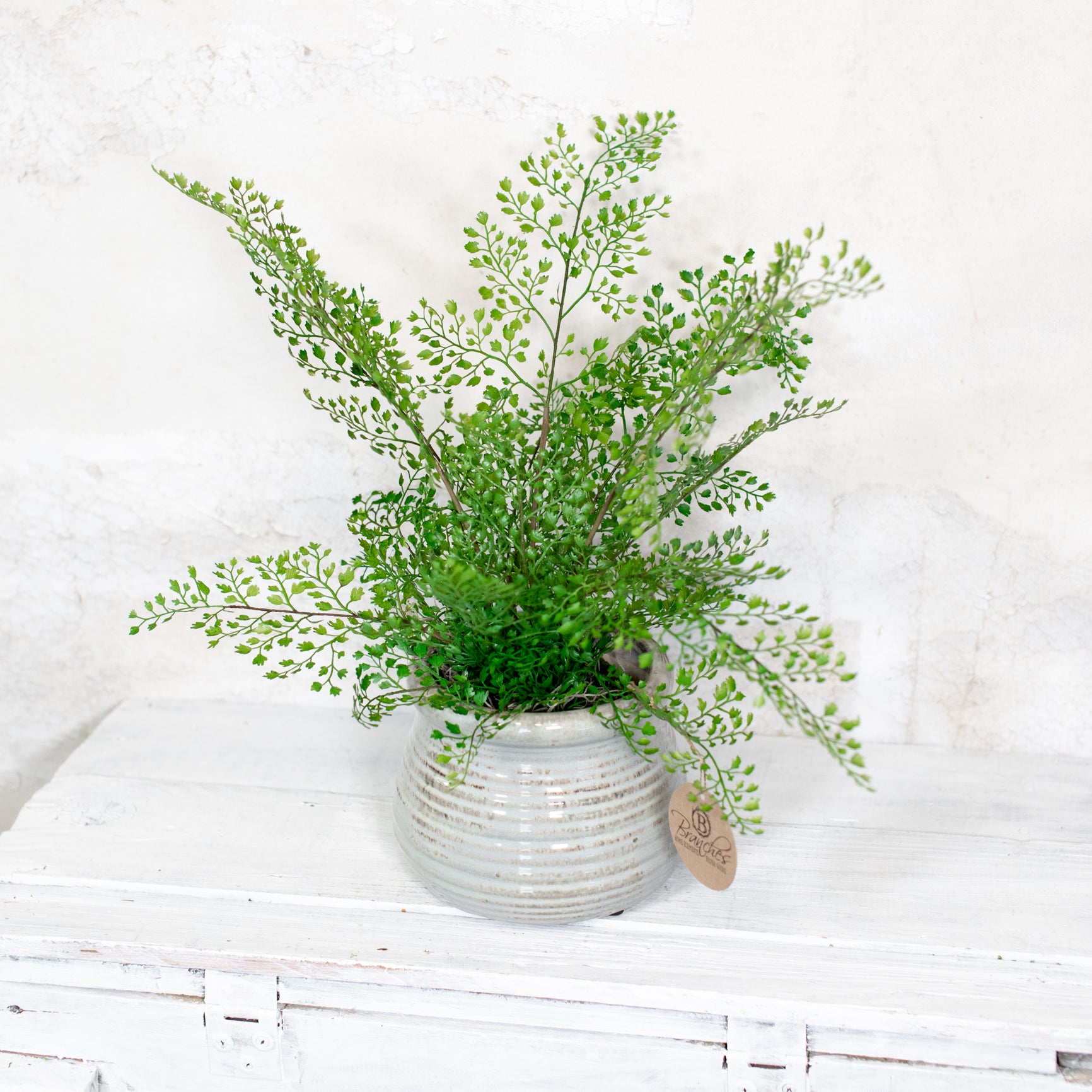 Maidenhair Fern Drop In