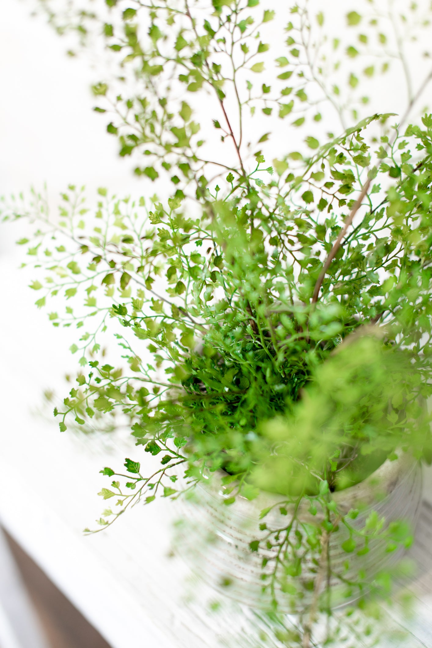 Maidenhair Fern Drop In