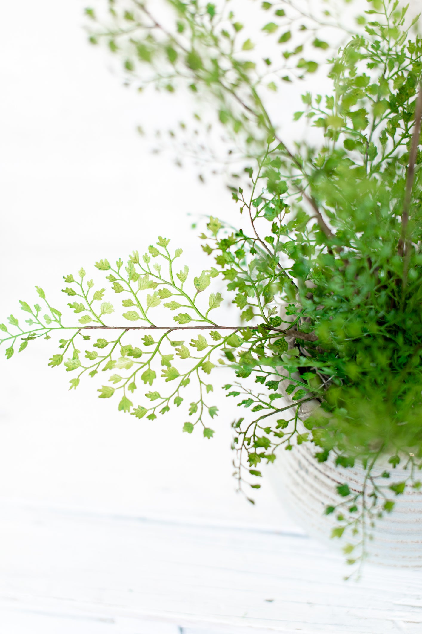 Maidenhair Fern Drop In