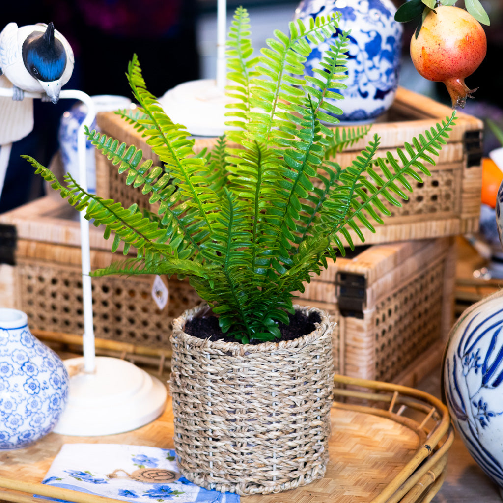 Potted Boston Fern in Round Woven Basket