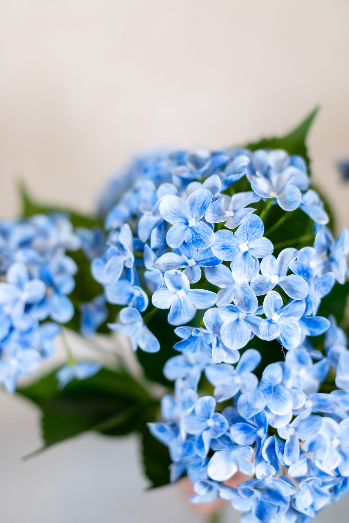 Natural Touch Garden Blue Hydrangea Bush