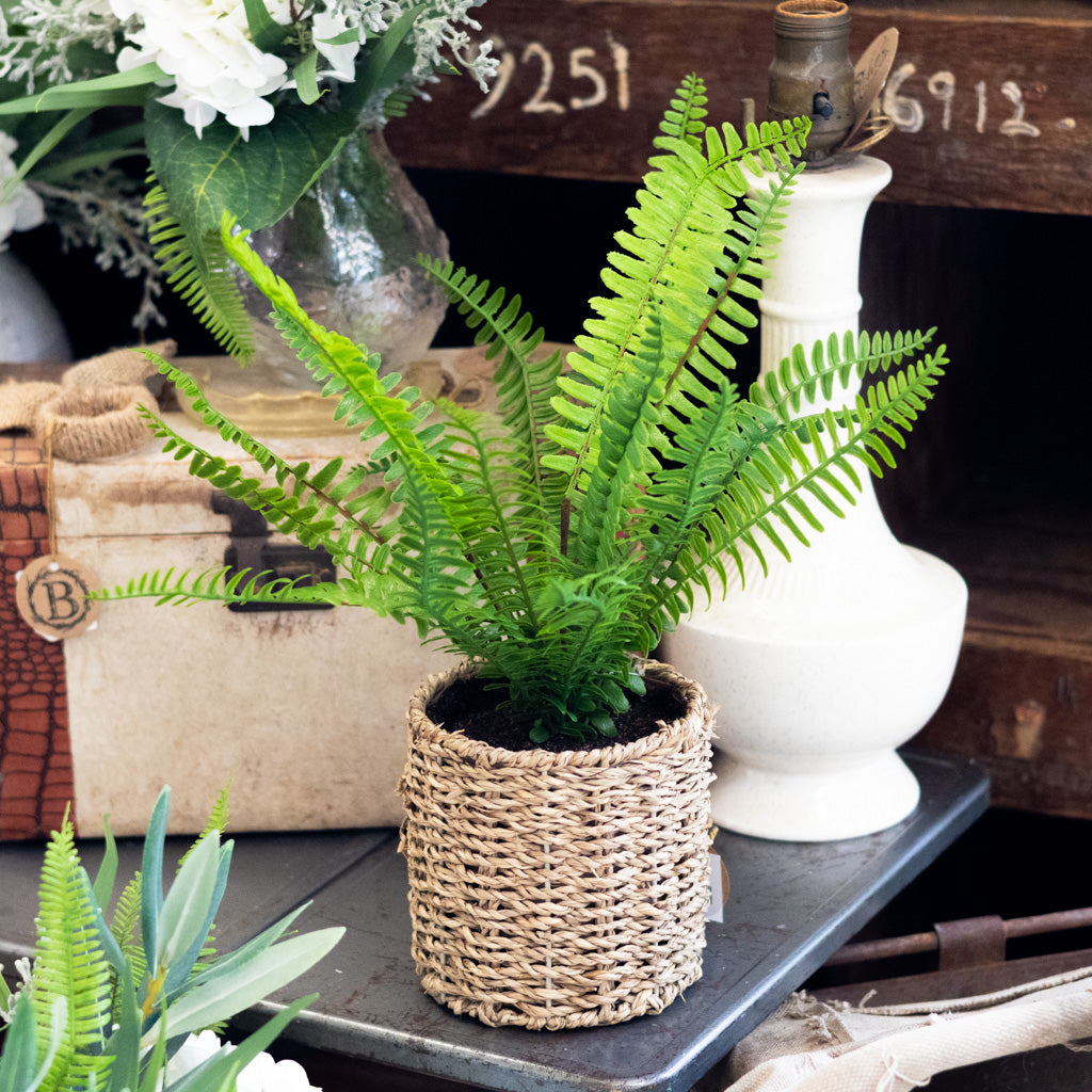 Potted Boston Fern in Round Woven Basket