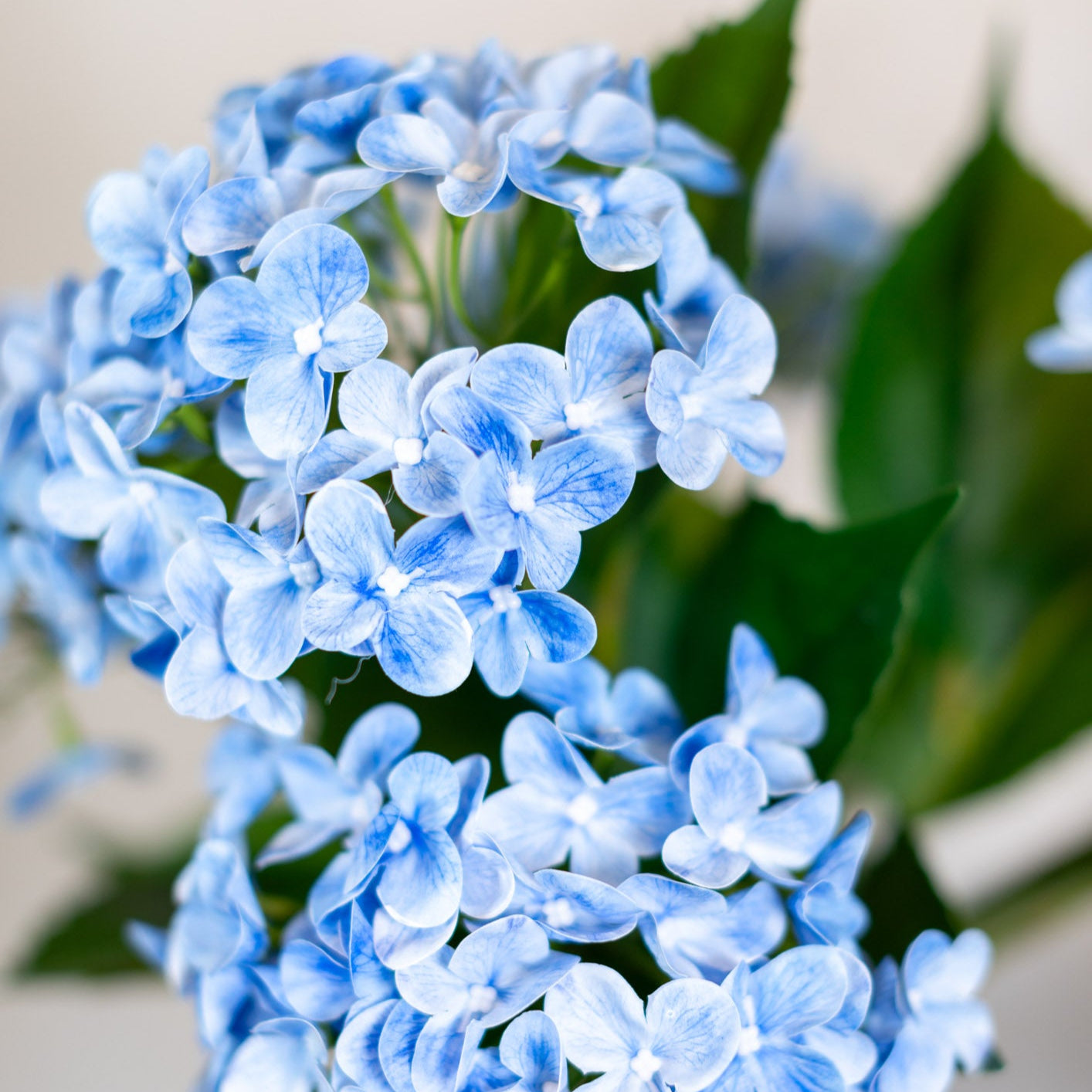 Natural Touch Garden Blue Hydrangea Bush