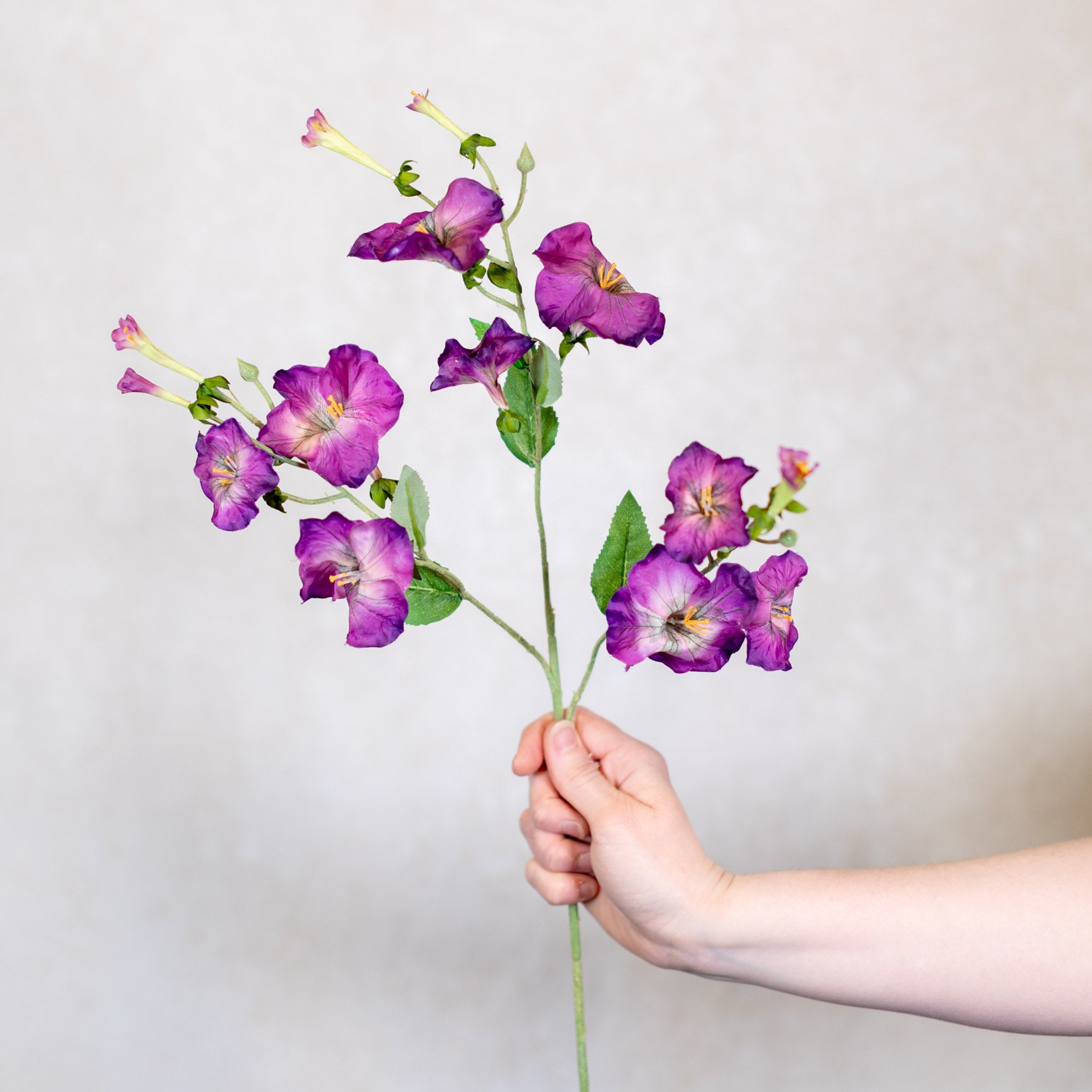 Petunia Purple Spray Stem