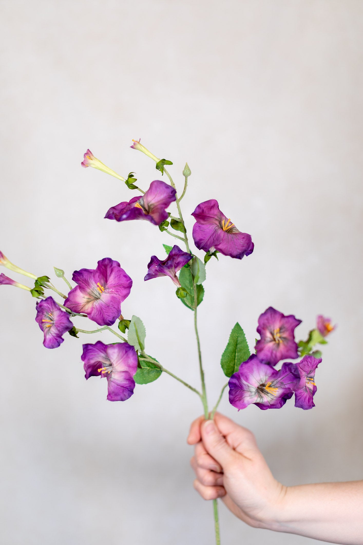 Petunia Purple Spray Stem