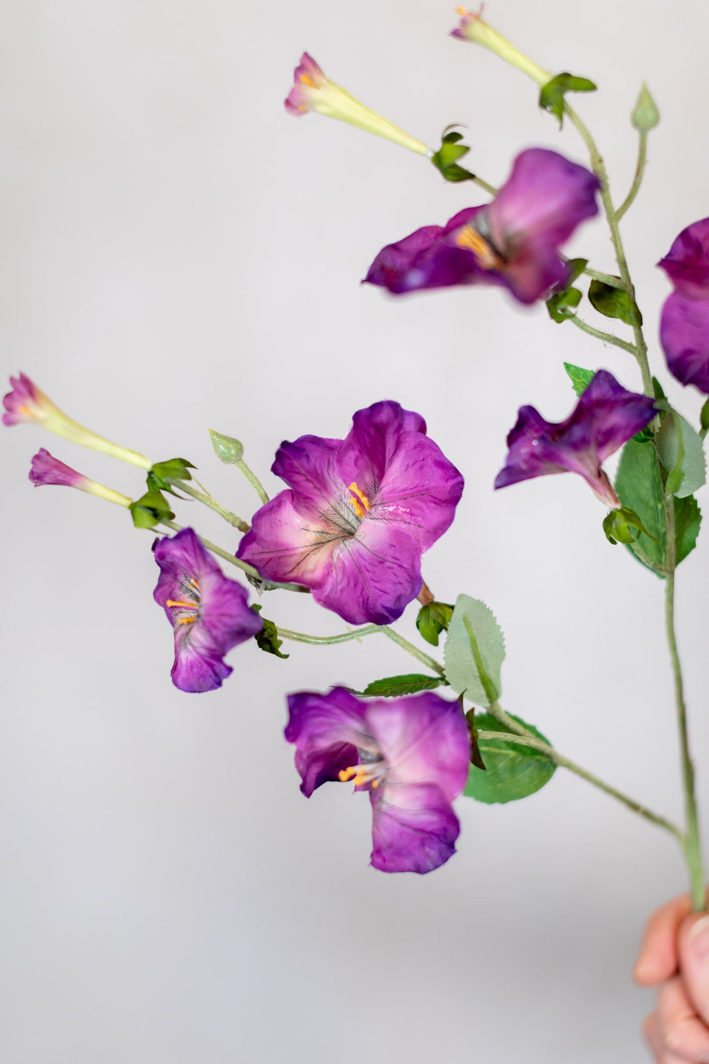 Petunia Purple Spray Stem