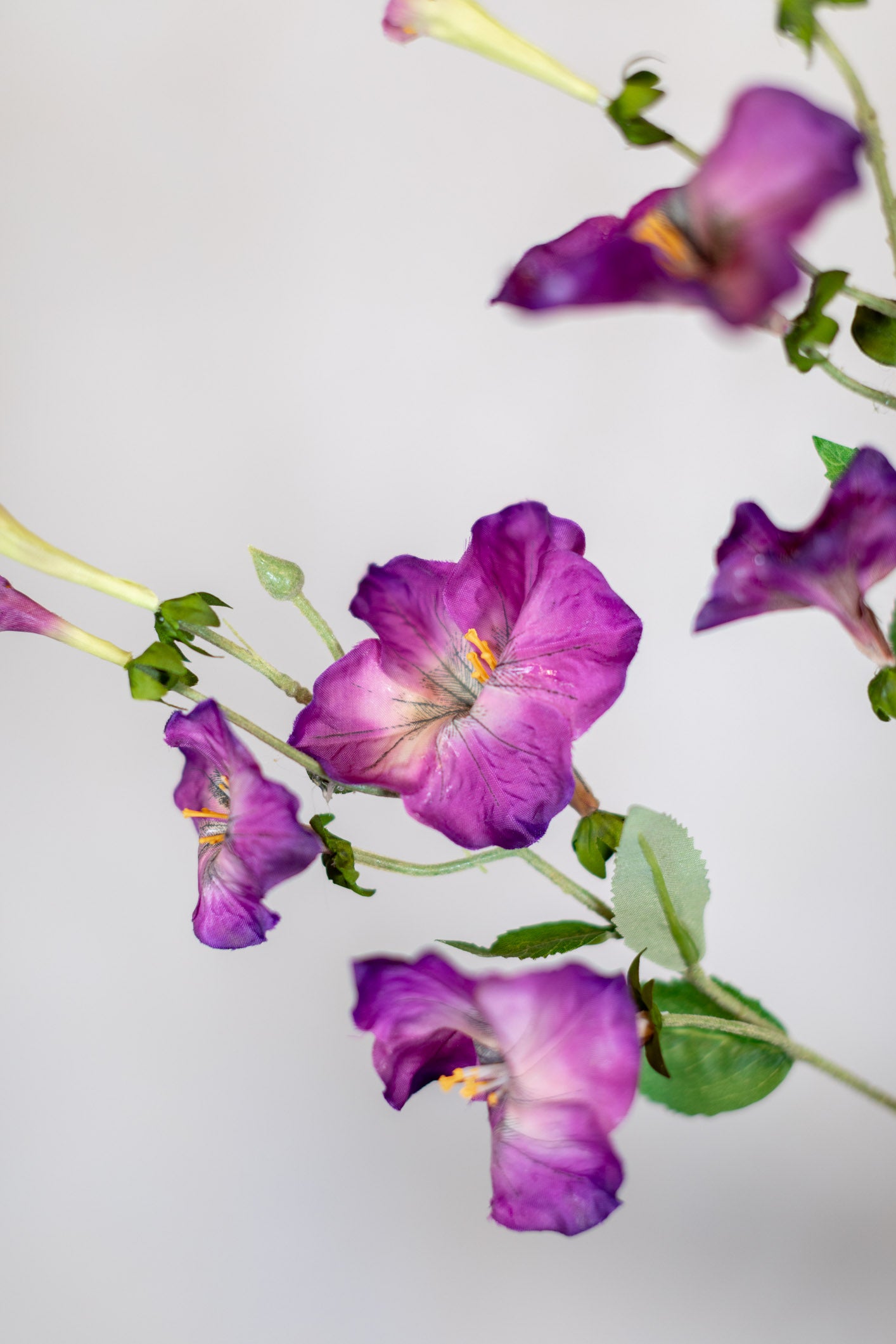 Petunia Purple Spray Stem