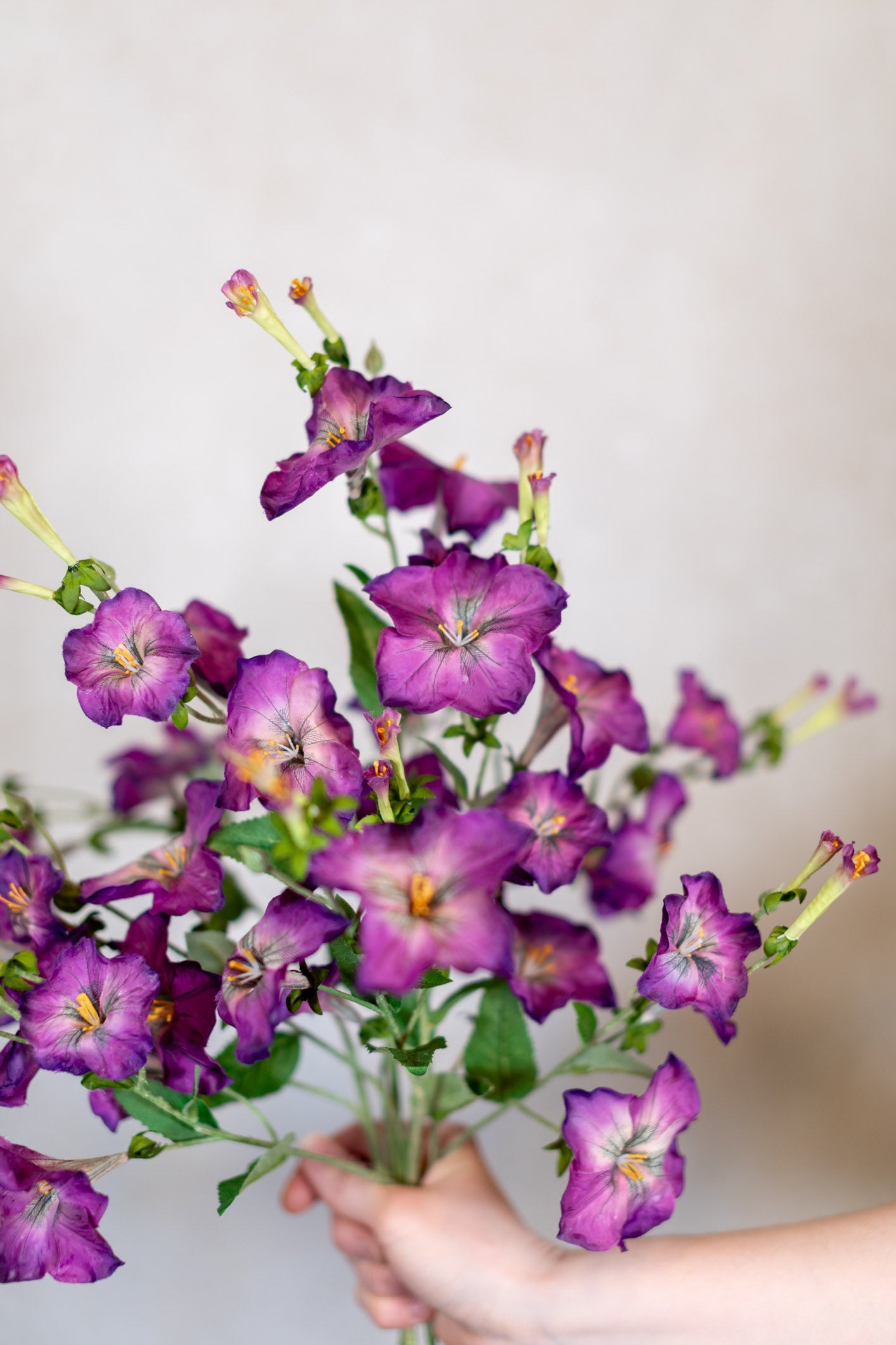 Petunia Purple Spray Stem