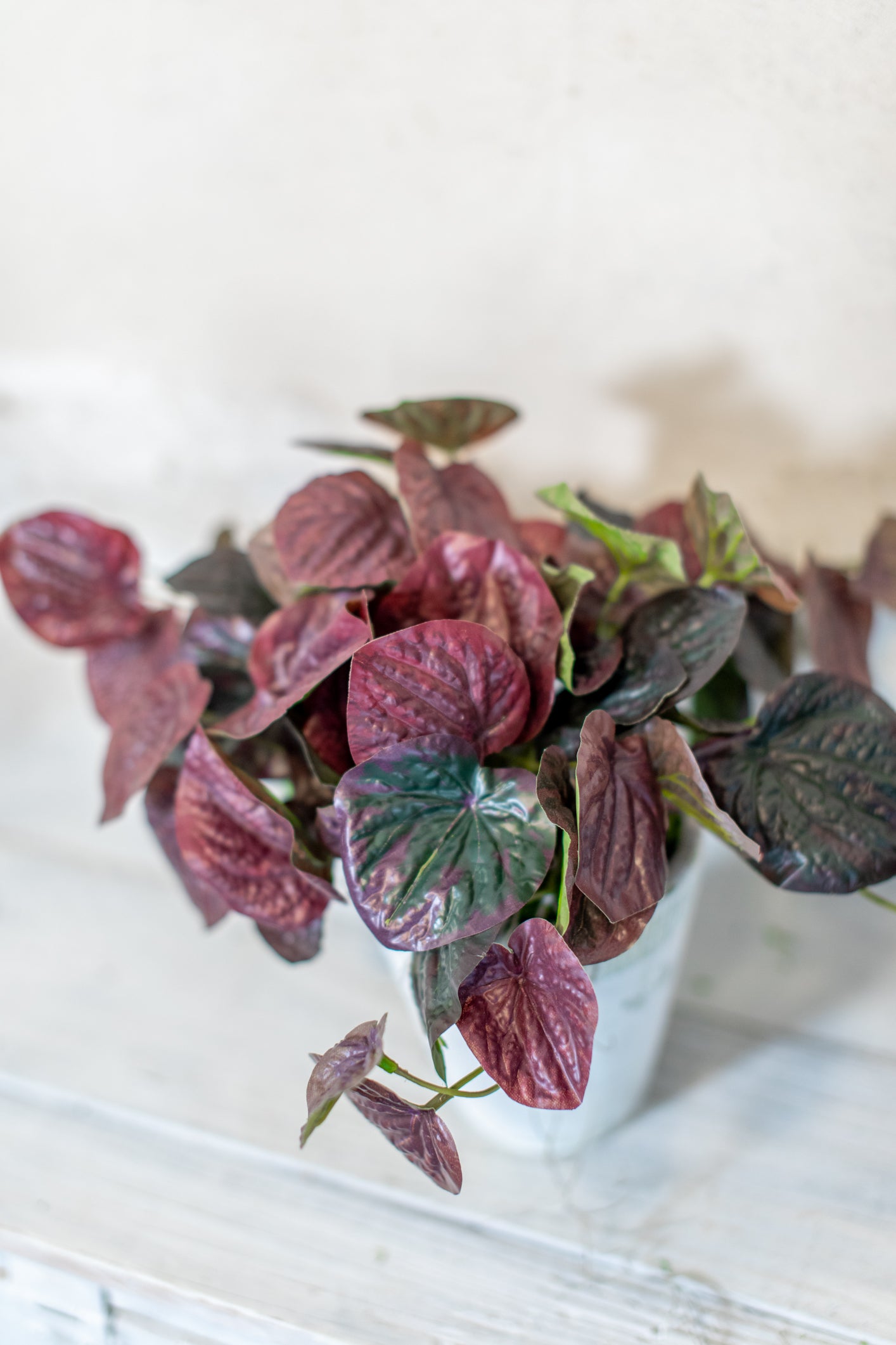 Peperomia Burgundy Bush Drop in