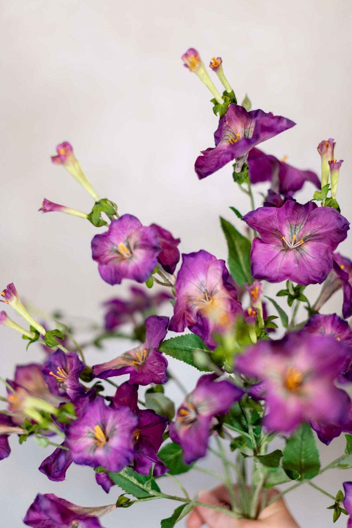 Petunia Purple Spray Stem