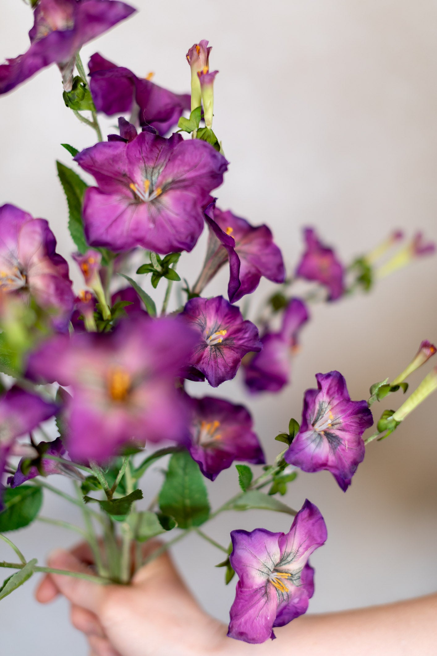 Petunia Purple Spray Stem