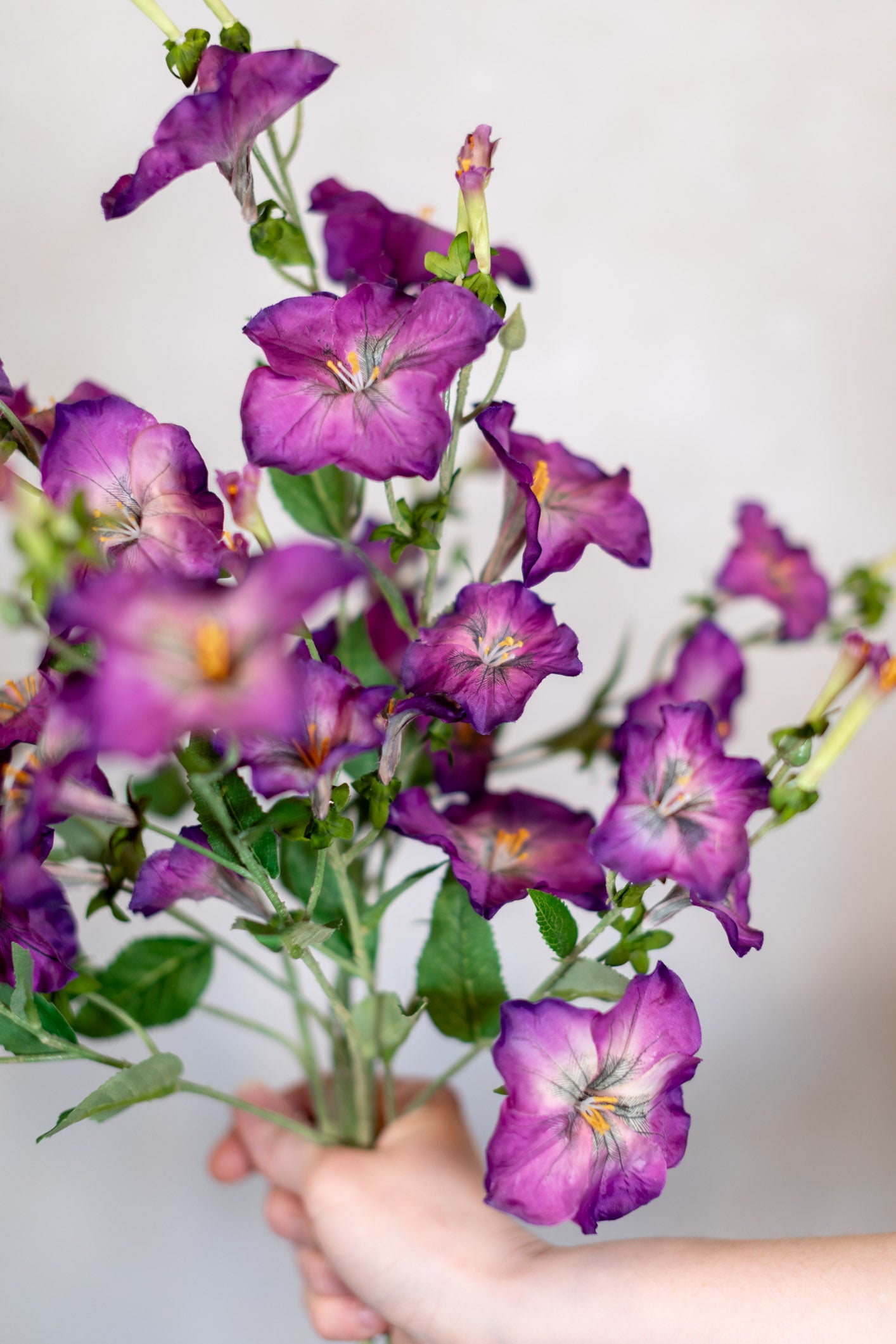 Petunia Purple Spray Stem