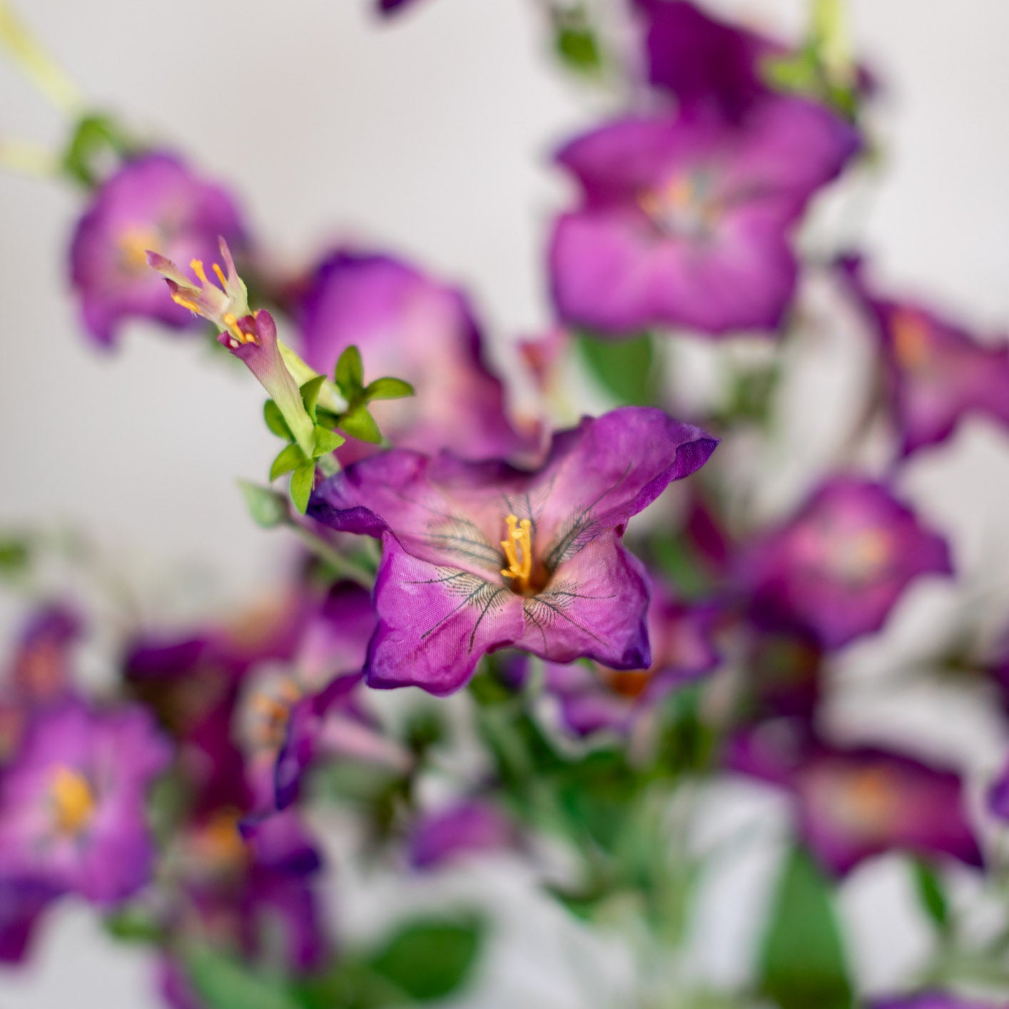 Petunia Purple Spray Stem