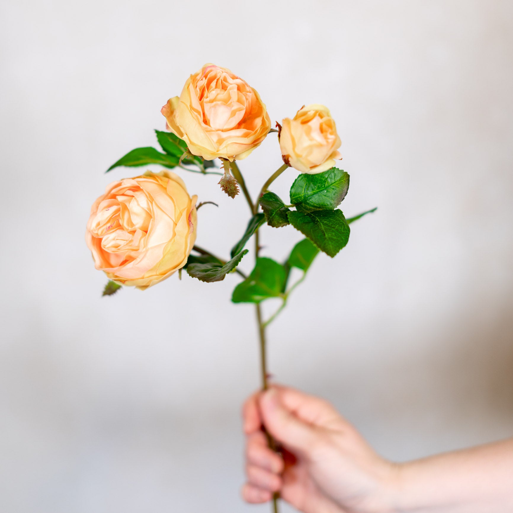 Just Cut Floribunda Rose and Bud Coral