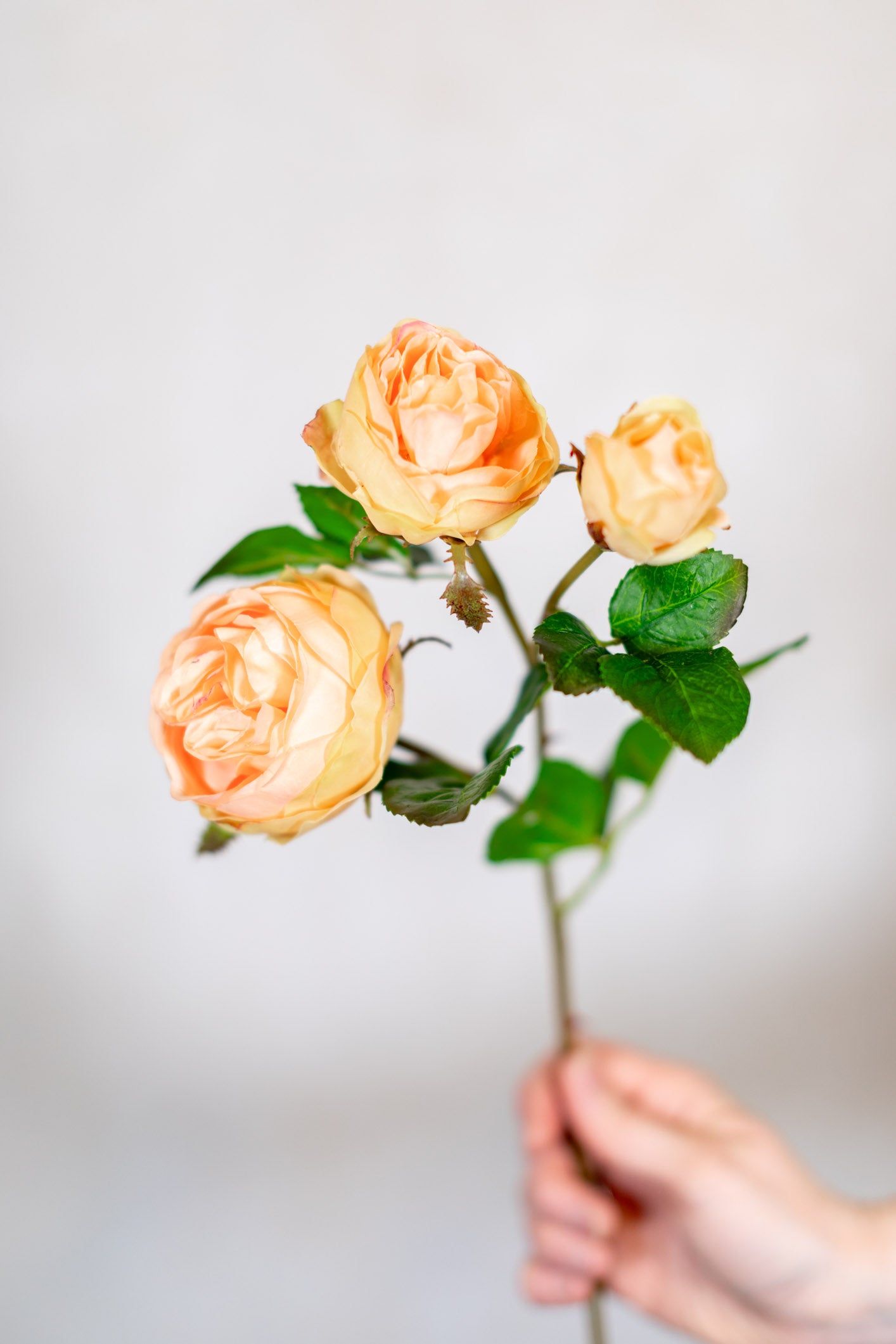 Just Cut Floribunda Rose and Bud Coral