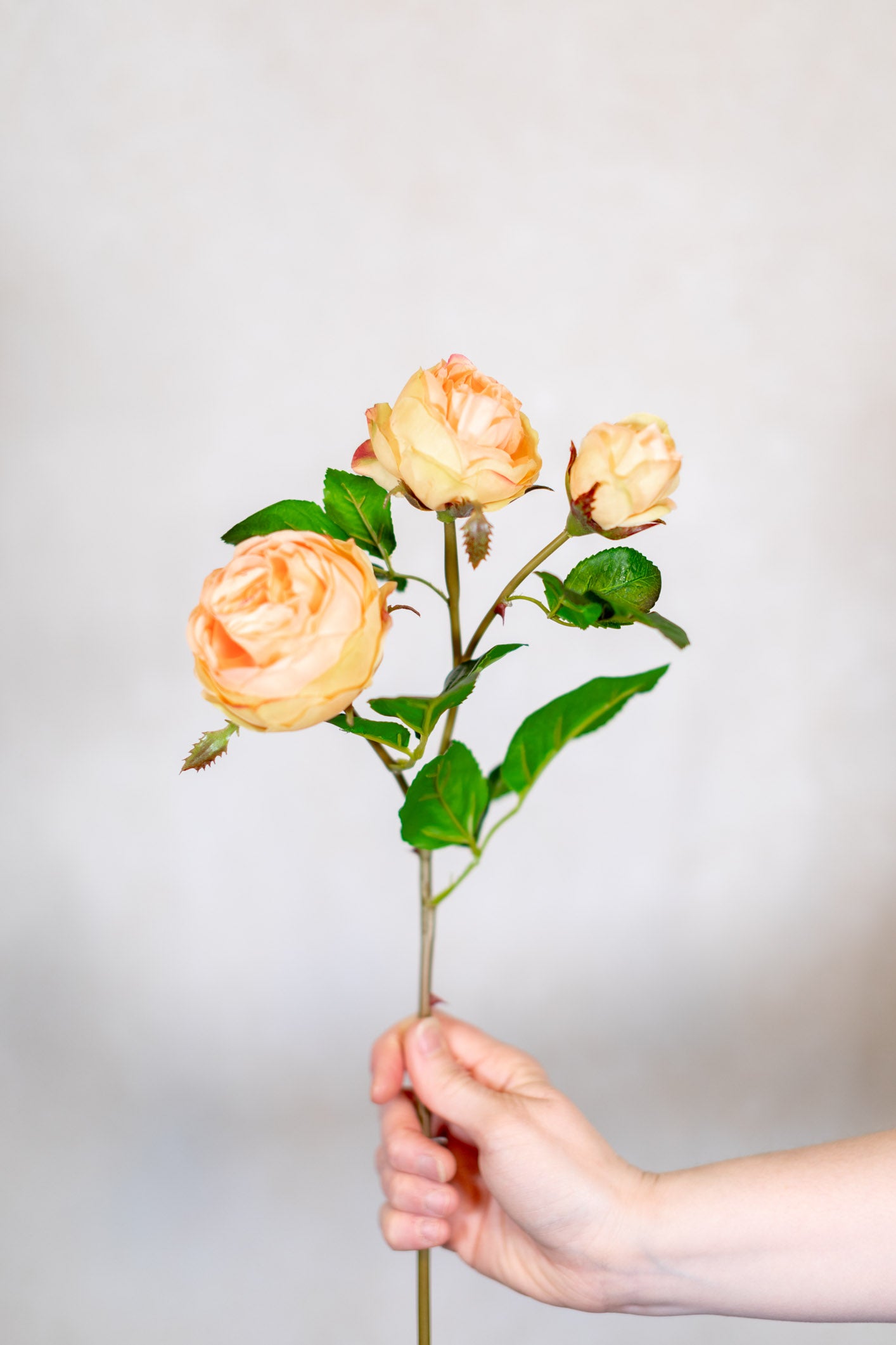 Just Cut Floribunda Rose and Bud Coral