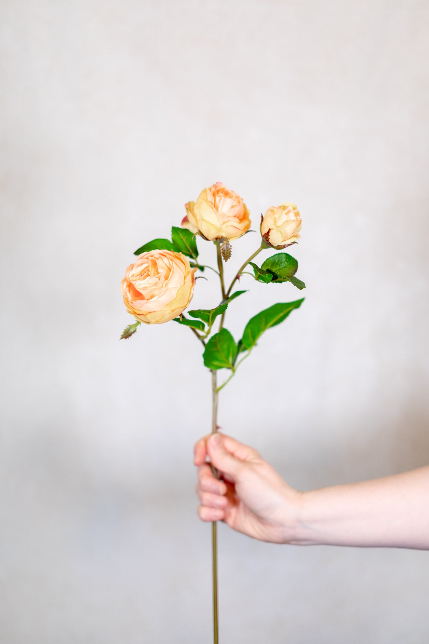 Just Cut Floribunda Rose and Bud Coral