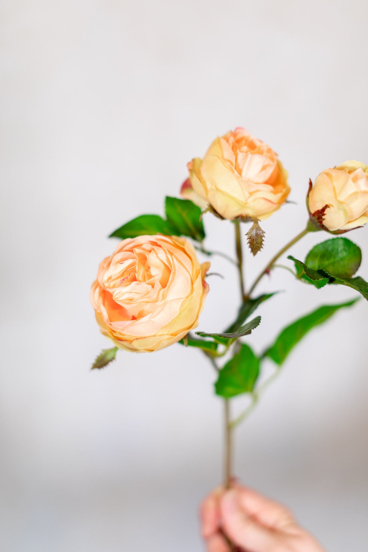 Just Cut Floribunda Rose and Bud Coral