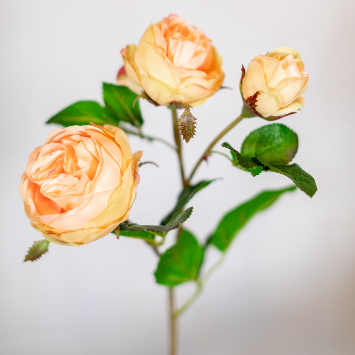 Just Cut Floribunda Rose and Bud Coral